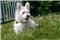 chien